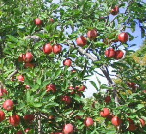 Apple trees and your home