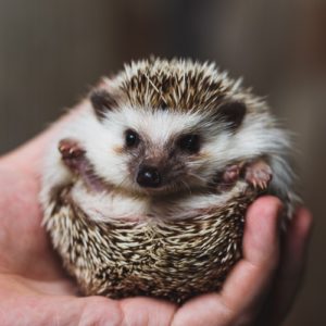 Great Pets for Small Homes