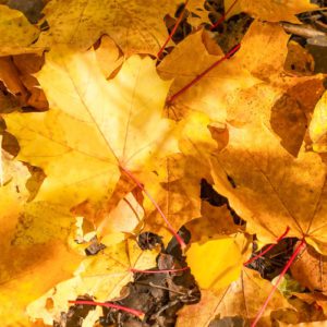 Selling Your Home in the Fall