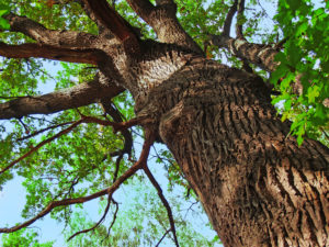 Buying a Home With Big Trees