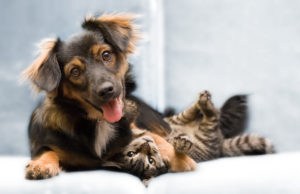Make Your Home More Pet Friendly