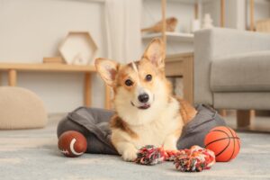 The Most In-Demand Pet-Friendly Home Features Buyers Are Searching For in 2026